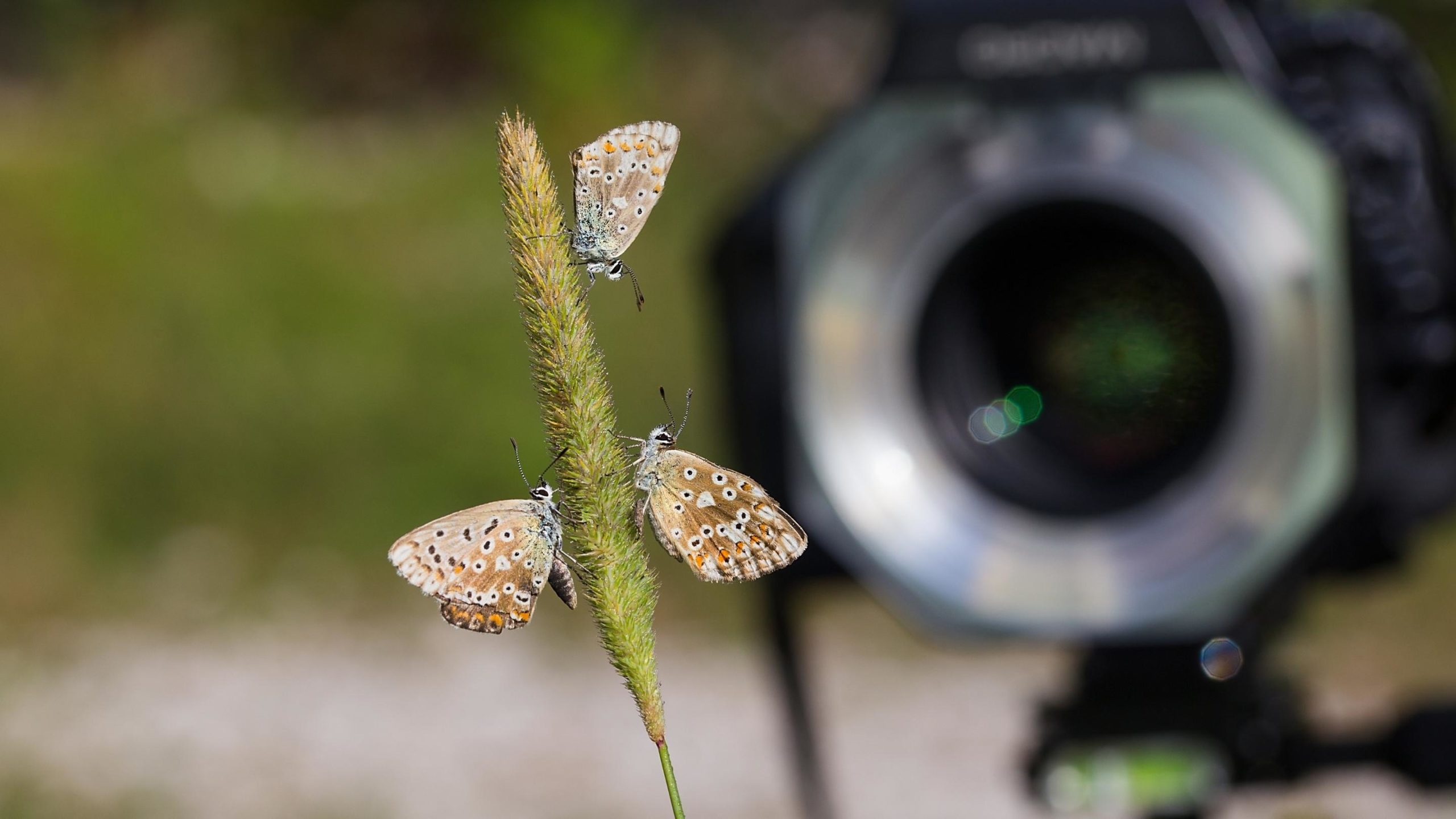 How to Use Macro Flashes in Product Photography